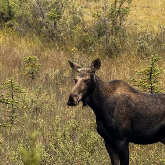 Reisebericht: USA & Canada von Seattle bis Bella Colla - British Columbia im griff der Waldbrände