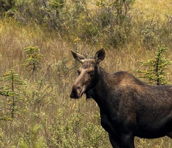 Reisebericht: USA & Canada von Seattle bis Bella Colla - British Columbia im griff der Waldbrände