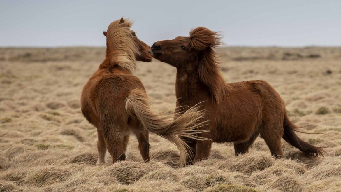 Island Ponys