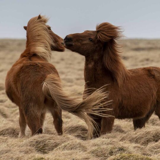Island Ponys