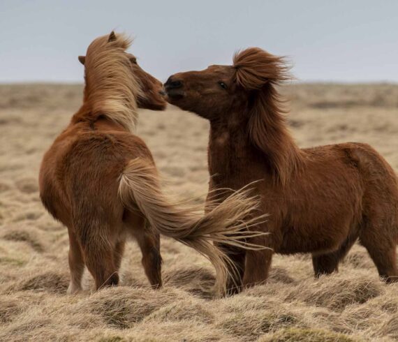 Island Ponys