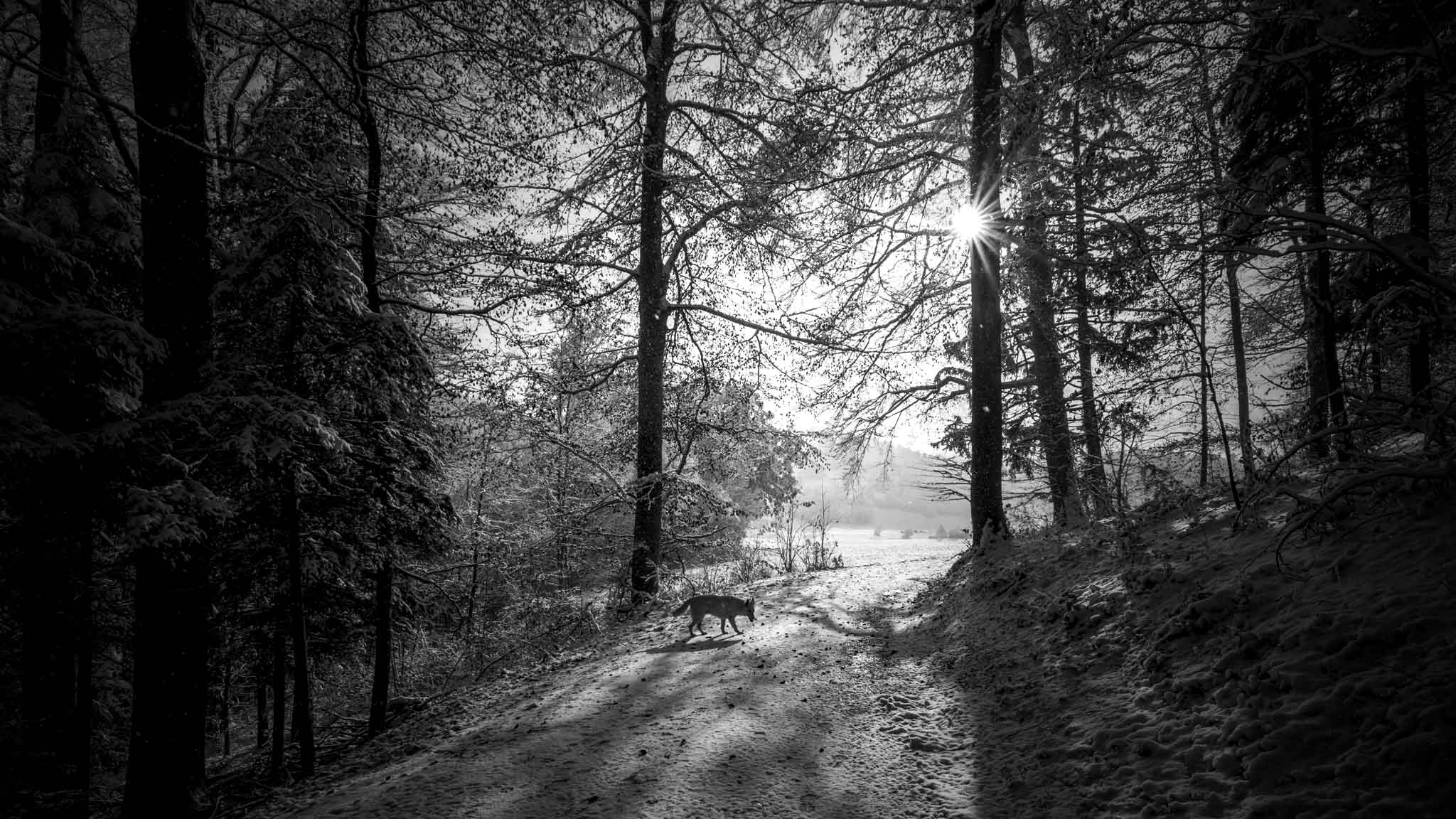 16-18-21mm f/4 Tri-Elmar